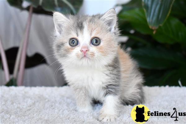 thechubbyfacedcat Picture 3